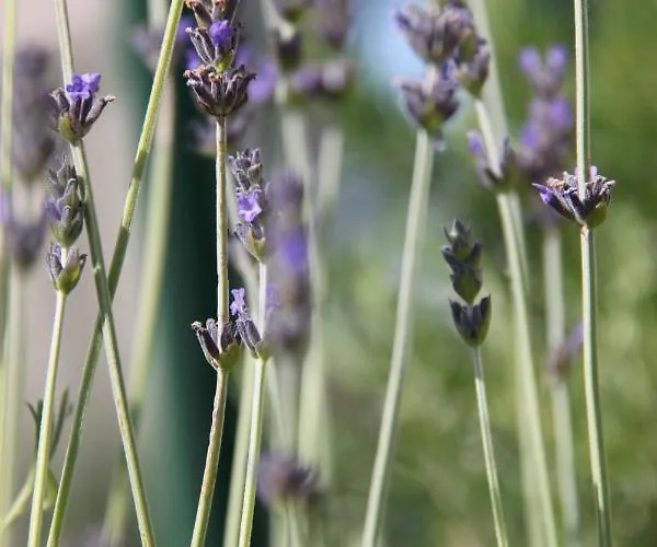 Gallery Nada Apartman Zaboric